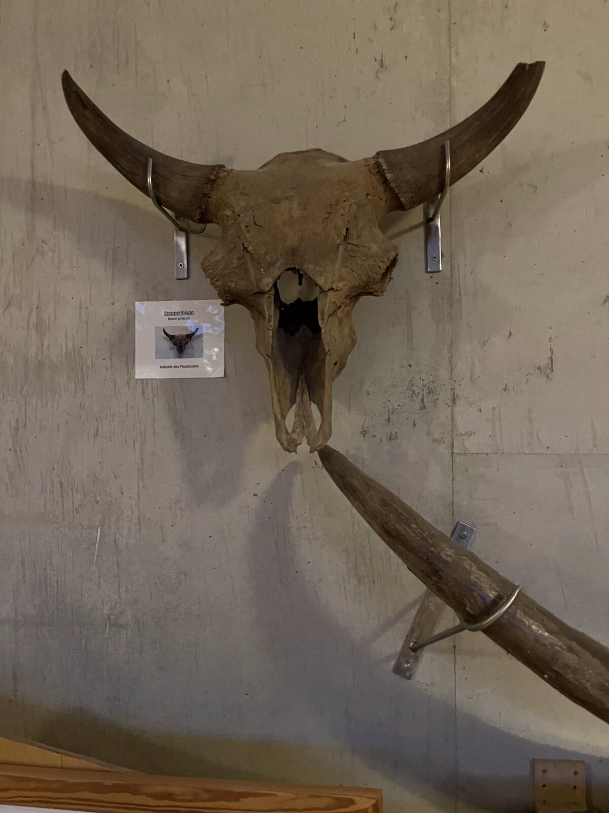 Skull of a steppe bison with wide-sweeping horns on a concrete wall