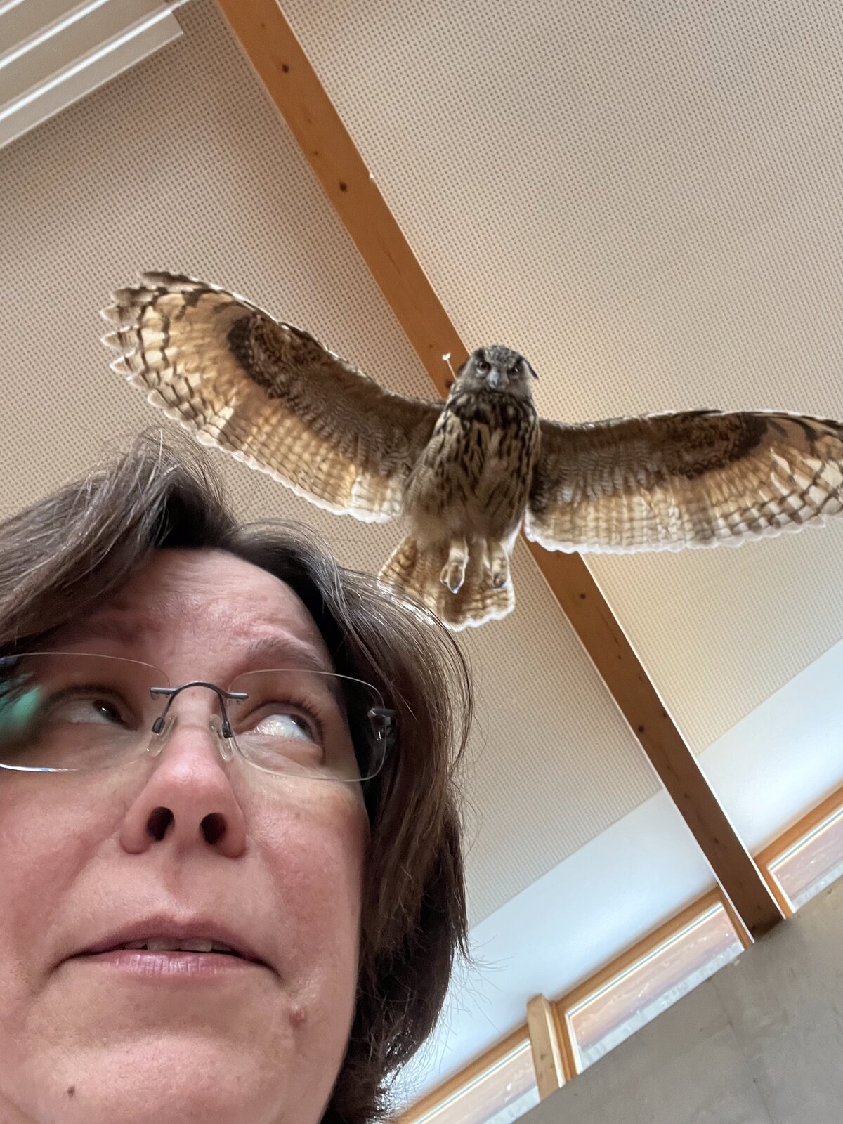 A stuffed owl with outspread wings hangs from the ceiling, Stephanie Selmer looks up at it from below